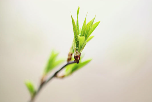 Blurred beige backdrop with one sprig of brand new green leaf growth