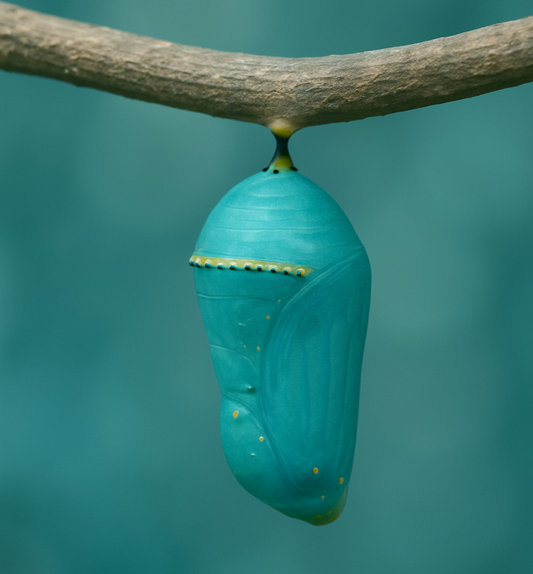 A teal coloured chrysalis a metaphor for sometimes we feel nothing is happening but actually a beautiful butterfly is being created.
